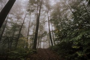 Finding the World’s Most Enchanting Forests