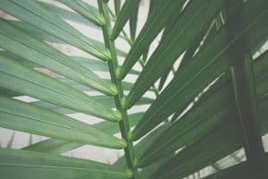Cooking for Plant-Based Diets Made Simple