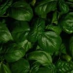 Cooking with Beans and Legumes for Protein